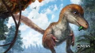 Dinosaurs and Feathers Link Discovered
