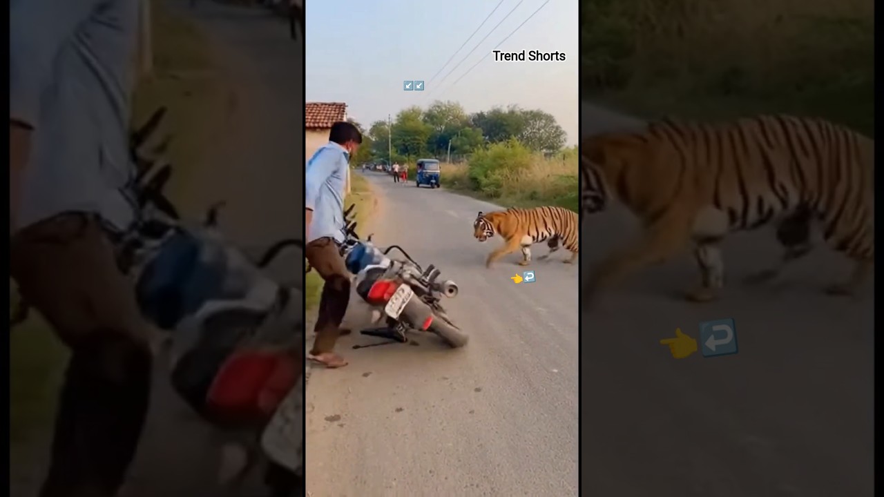 On Camera 🐅 Tiger Suddenly Appears Behind Man on Road! 😱 Real Panic Moment 