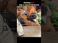 Ranking the Best Dog vs Animal Moments 🐾  #dogs #shorts