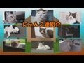 2013家のニャンコ達紹介