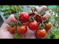 How many cherry tomatoes can i get from 1 plant