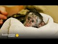 view Adorable: This Baby Monkey Loves His Favorite Foods 🐒 Malawi Wildlife Rescue | Smithsonian Channel digital asset number 1