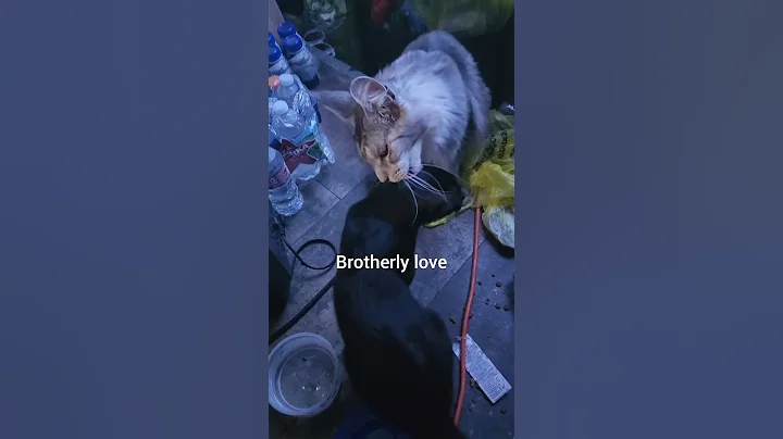 Watch the video about Vanlife bonded cat pair, so sweet #mainecoon #gandalfthegrey #blackcat #vanlife #bondedcatpair #cat