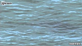 サメ目撃情報で遊泳禁止＝茨城の７海水浴場