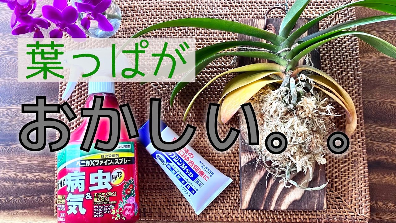 [Аномалия листьев!] Состояние орхидеи фаленопсис, которая теряет листья, и мой собственный метод ...