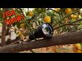 Acebeam E10 2.0 Review | 1200 Lumens Compact Long-Range Flashlight