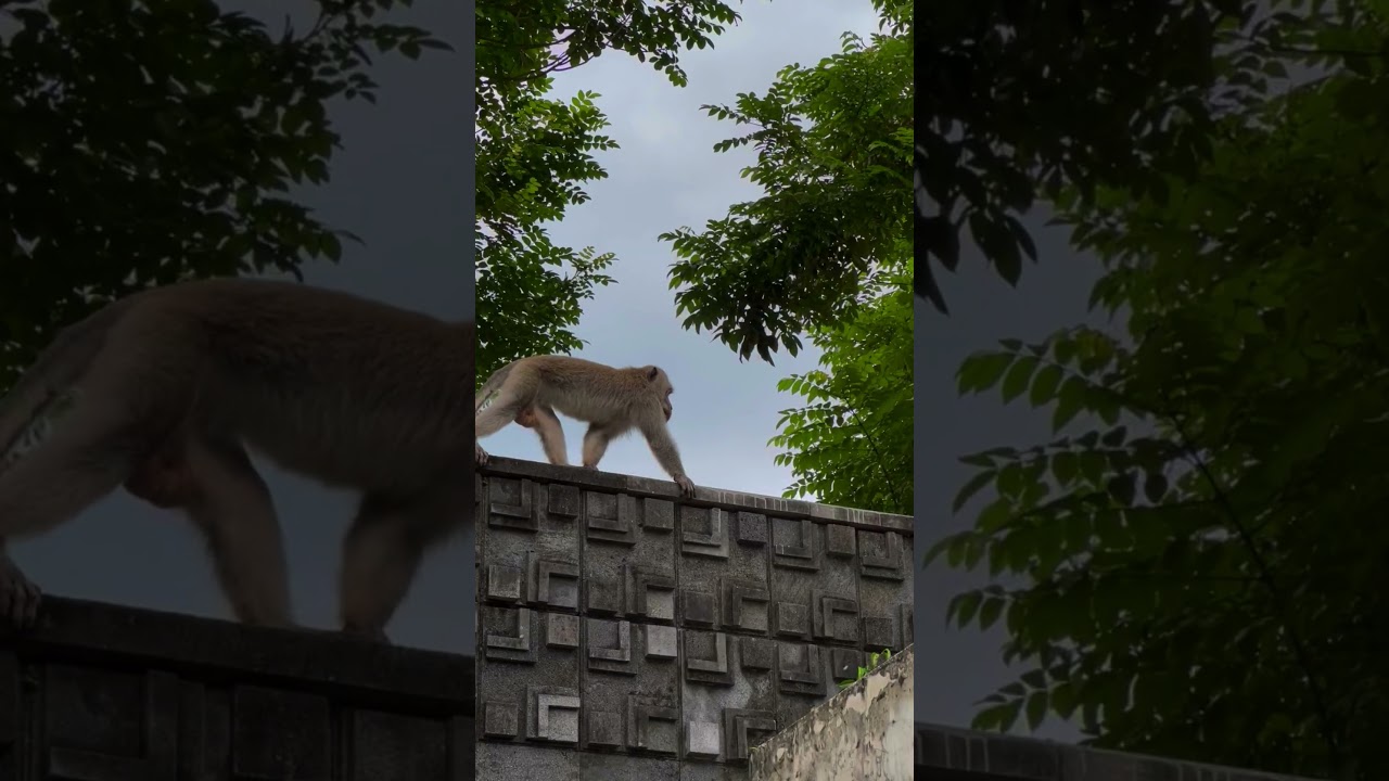 Serenity in Bali: A Beautiful Morning with Monkeys at our Luxury Hotel 