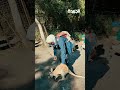 ليش الكنغر بأستراليا؟