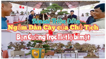 ZBV- TĐ4: Dàn Bonsai mini để bàn siêu Vip tại Triệu Điền nhiều chi tiết thú vị được tiết lộ#bonsai