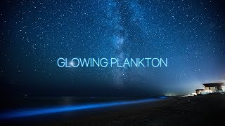 Glowing Luminous Plankton. Светящийся люминисцирующий планктон.