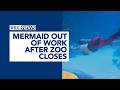 Mermaid out of work when zoo closes