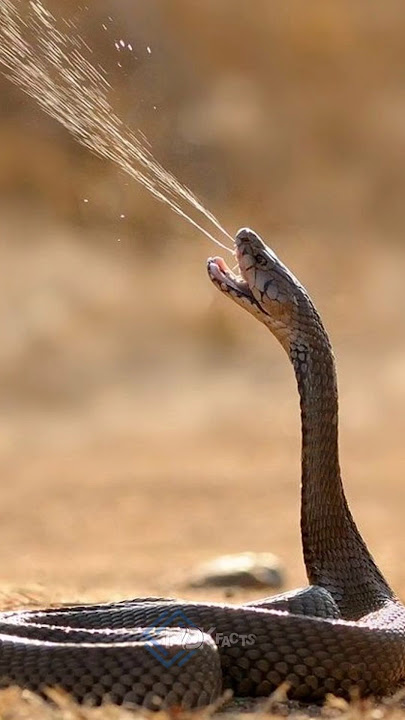 Spitting cobra dangerous snake in the world #snake #animals #tiktok #viralvideo #attack #fight