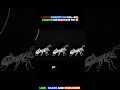 Har bheed sahi direction me nahi ja rahi hoti || Ant Death Spiral #shorts