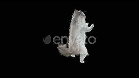 Cat Dancing HD | Motion Graphics - Envato elements