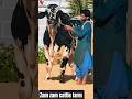 habby cow #cow #trending #animals #shorts #shortvideo #reels #viral #trend #ytshorts #hamba #goru