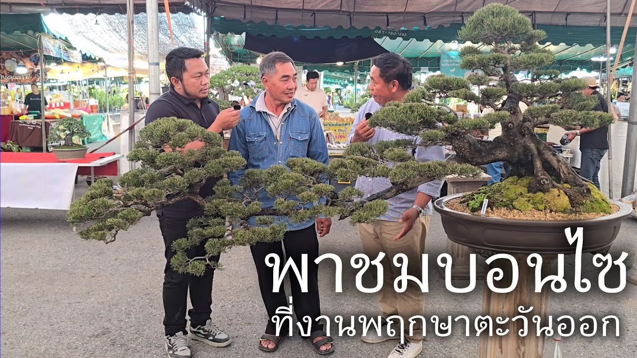 Экскурсия по бонсай на Восточной садоводческой выставке в провинции Чонбури.