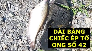 TRÚNG MÙA 3 KÍ CÁ THÁC LÁC CÁ RÔ VÀ CÁ LÓC 