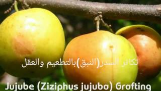 تكاثر السدر(النبق) بالتطعيم والعقل Jujube (Ziziphus jujuba) Grafting