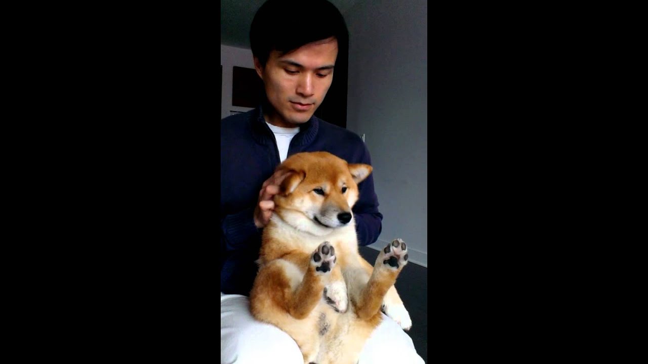 可愛いが強すぎる…柴犬ファンの心を鷲掴みにする『飼い主との社交