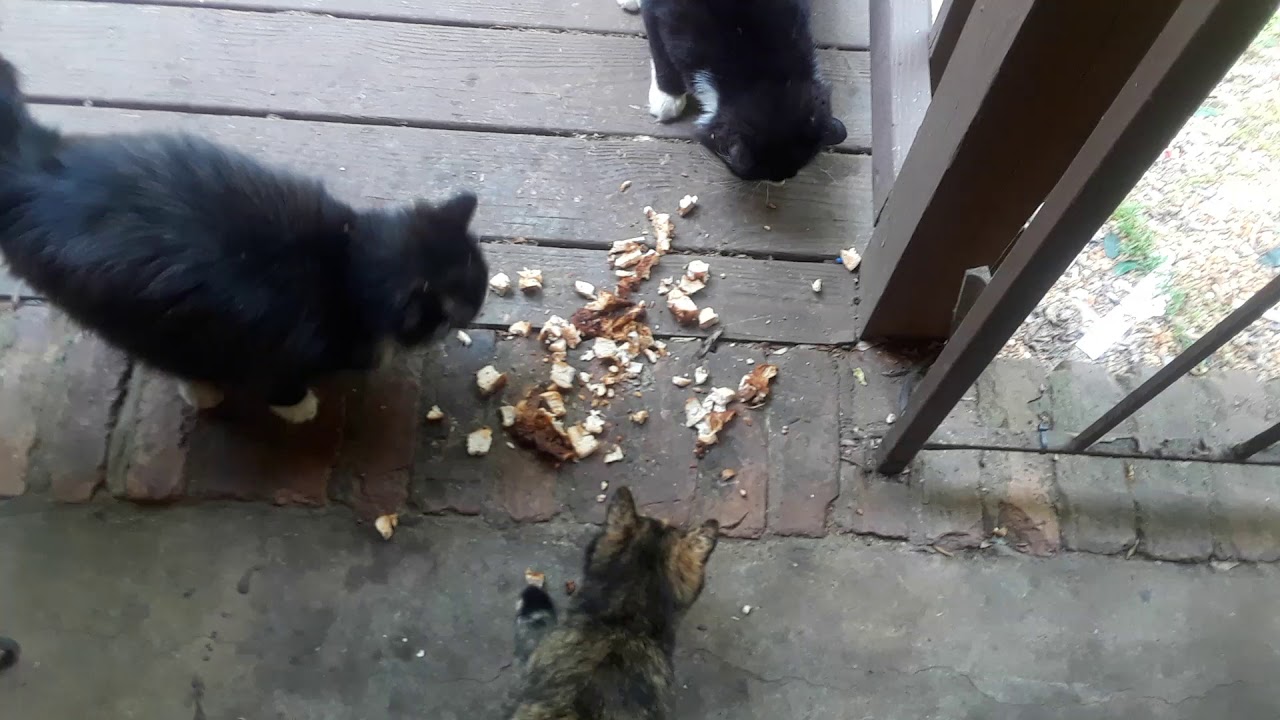 MORE CATS EAT CHICKEN CUTLET YouTube