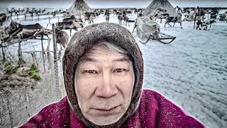 Life in tundra. The Far North. Yamal | Yasavey. The Nomad of the XXI century.