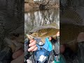 Smallmouth bass crank bait #smallmouthbass #youtubeshorts #fishing
