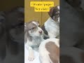 puppy#vet#visit#viral#short#video