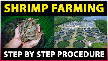 Shrimp Farming | How to start Prawn Farming Business | Step by step Guide