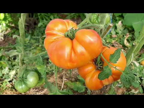 Томат Бурракерские любимцы - YouTube