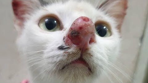 Gigantic Botfly Removed From Kitten