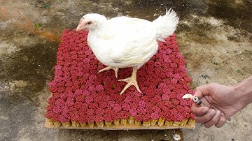 Chicken vs Match EXPERIMENT : How To Open Different Things Without Key