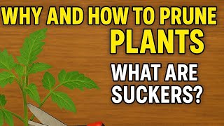 Prune Like A Pro Why, When & How To Do It Rightplus What Tree Ers Are And Why Theyre Bad News