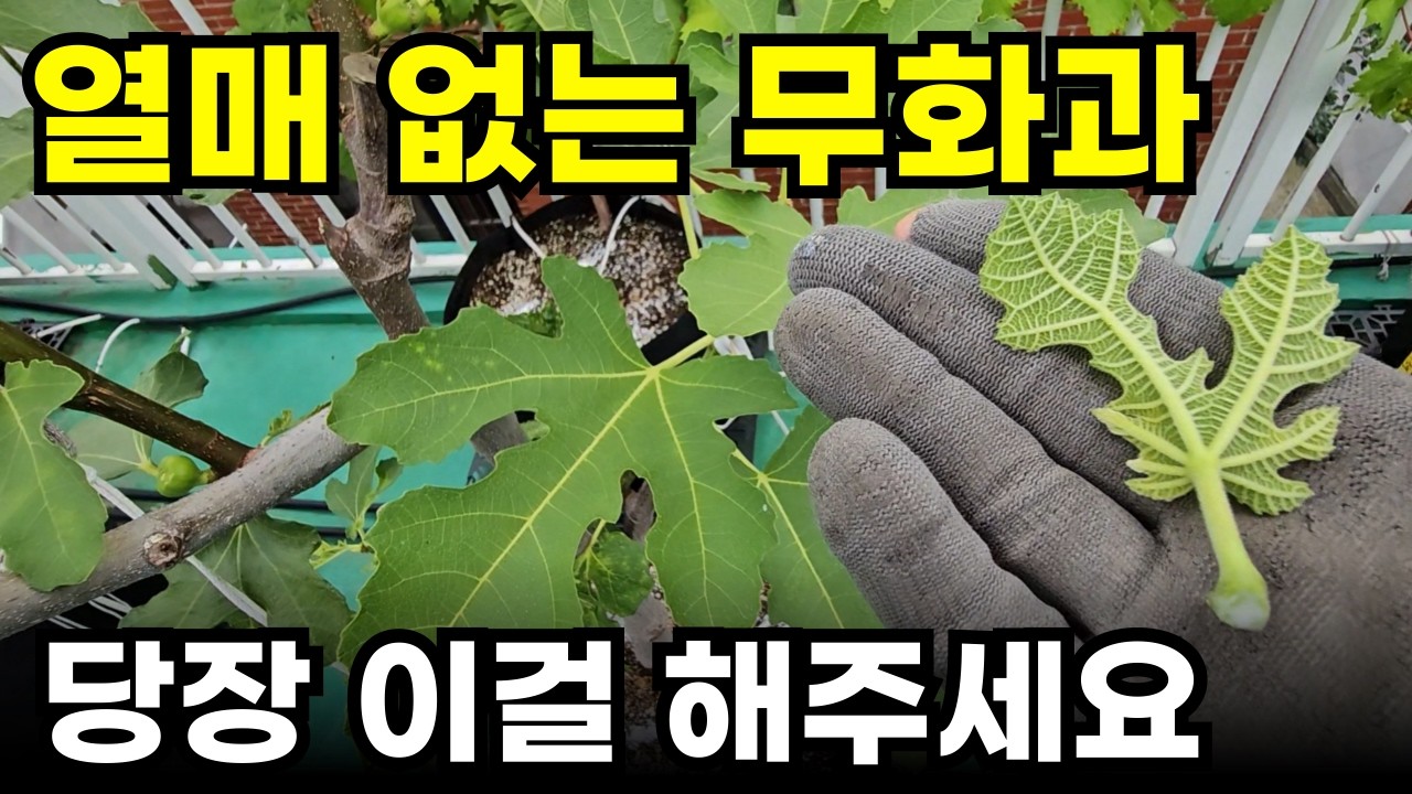 무화과 2년차 이후 키우기 [3.순집기]