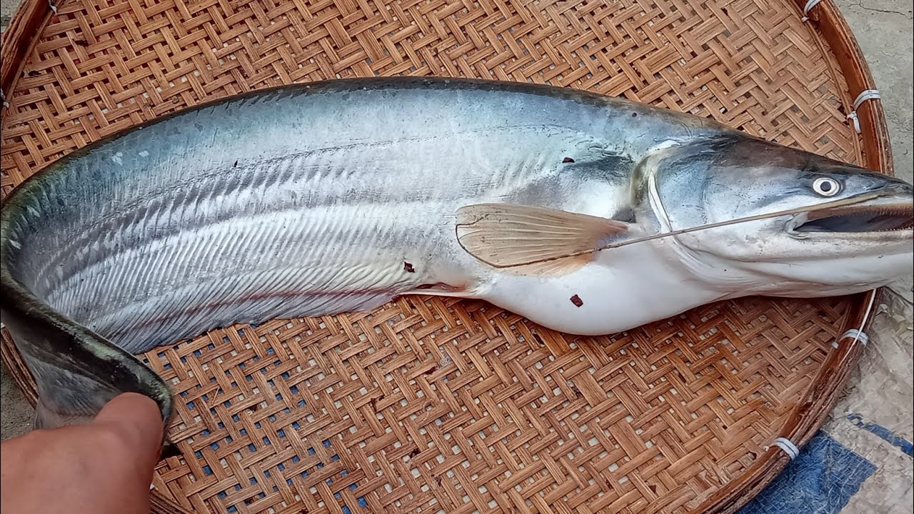 Boal fish curry 😋 boal fish k sath tomato baingan curry fish curry