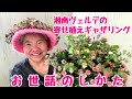 ペチュニア湘南ヴェルデとカリブラコアの寄せ植えギャザリング/お世話のしかた