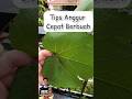 Tips anggur cepat berbuah dalam pot berkebun di balkon berkebunorganik tabulampot