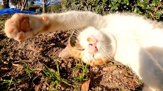 三毛猫がぽかぽかの日光を浴びて、バンザイのポーズでお昼寝する