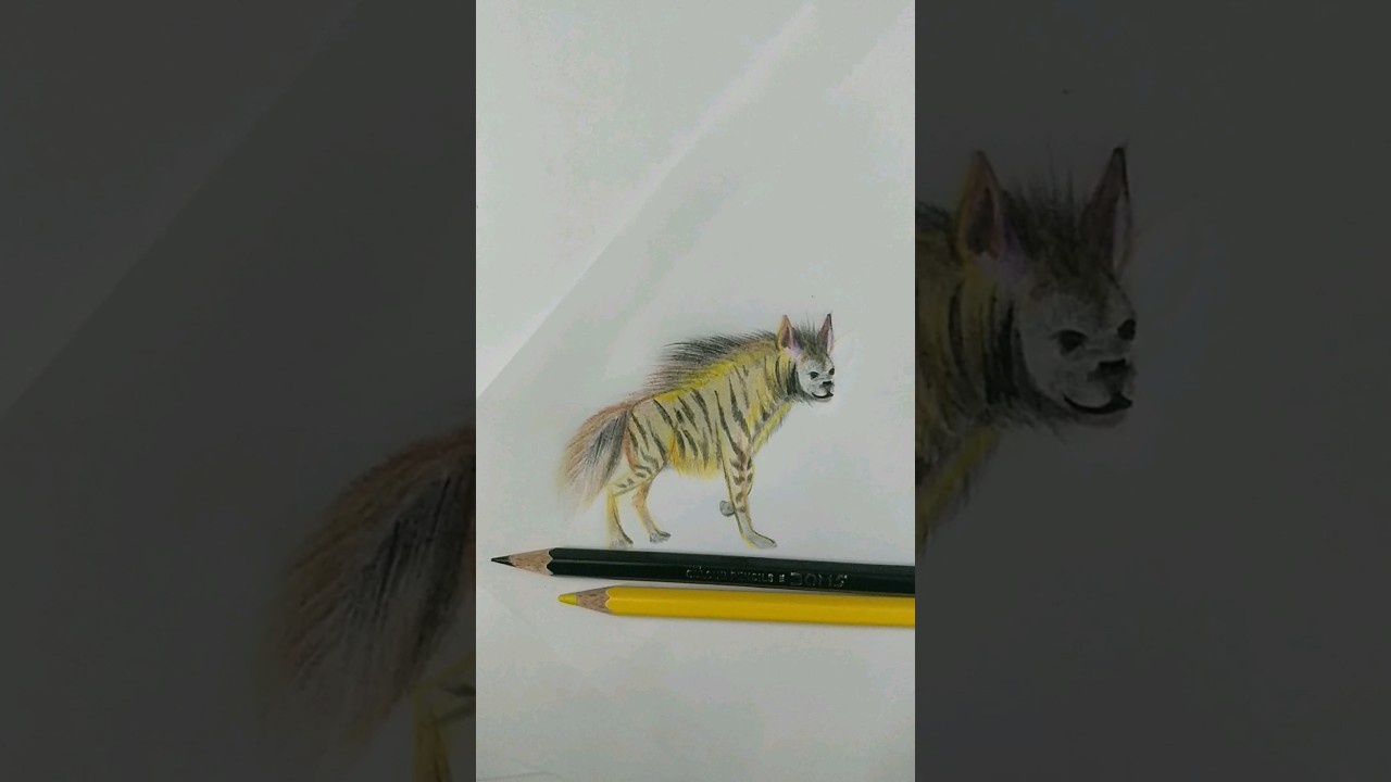 Hyena|Quick Hyena Drawing 