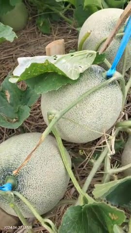 Download lagu merlon erni dari mutiara bumi 🍈