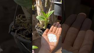 ACABE COM FUNGOS E BACTÉRIAS NAS ORQUÍDEAS #shorts #orquideas #orquídeas #orquídea #orchid