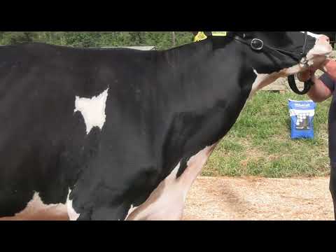 LOTE 33 • 3º LEILÃO RANCHO ALVORADA • HOLANDÊS 100% GENOTIPADO • 1978