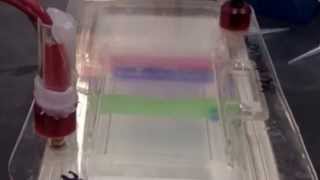 UCLA I, Microbiologist Project funded by NSF and HHMI: Culture Independent and Dependent Techniques