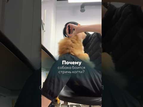 Собака боится стричь когти #собака #собаки #собакадругчеловека #питомец