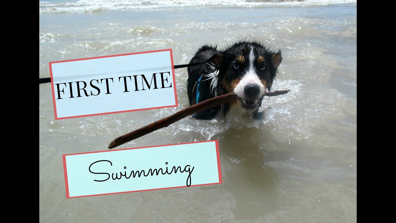 puppy paradise First Time Swimming - Day in the Life - Episode 4