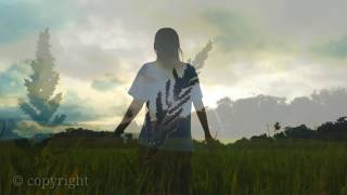 Kata Senja | #pemandangan sawah