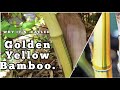 Golden yellow chinese timber bamboo shoots in summer uk