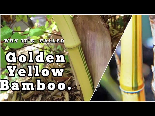 Golden Yellow Chinese Timber Bamboo Shoots in Summer UK class=