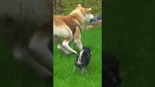 Akita Inu 11 maanden x Chihuahua 12 jaar by Marc Druten 124 views 3 weeks ago 1 minute, 1 second