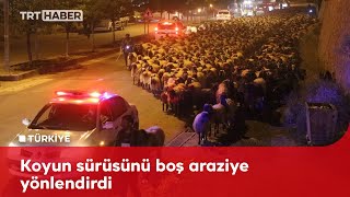 10 Bin Koyun Trafiği Aksattı, Polis Ekipleri Devreye Girdi