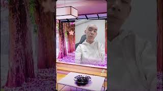 Piyanist Memiş - Adanalıyık